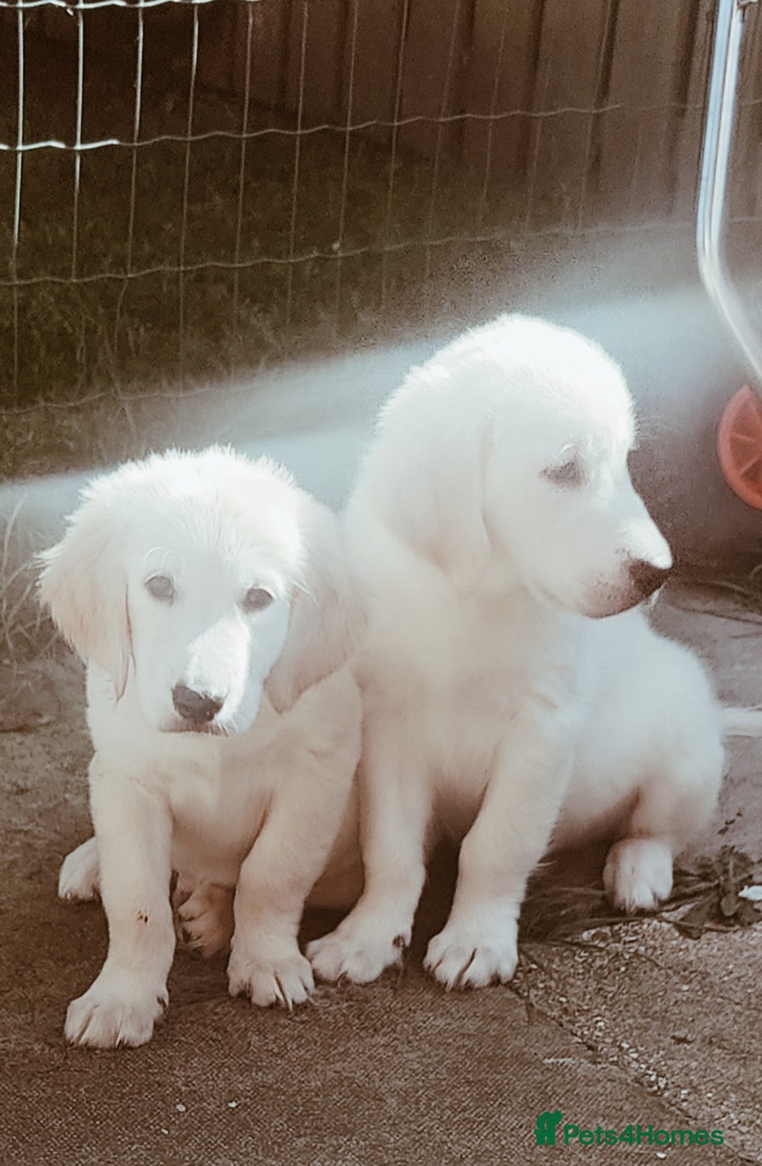 Golden Retriever dogs for sale: Golden retriever  - Image 2