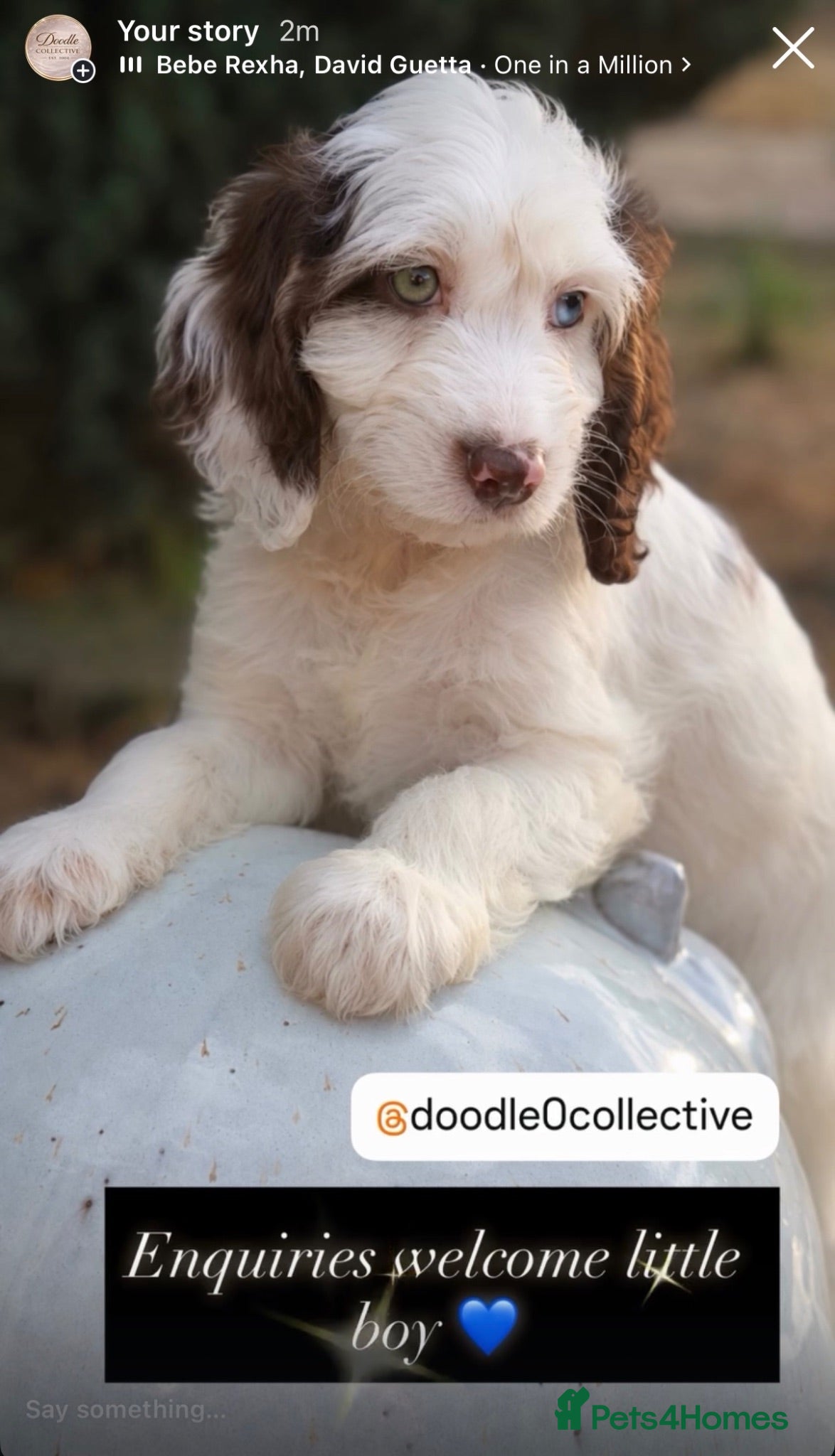 Cockapoo dogs for sale: Stunning unusual cockapoos  - Advert 2
