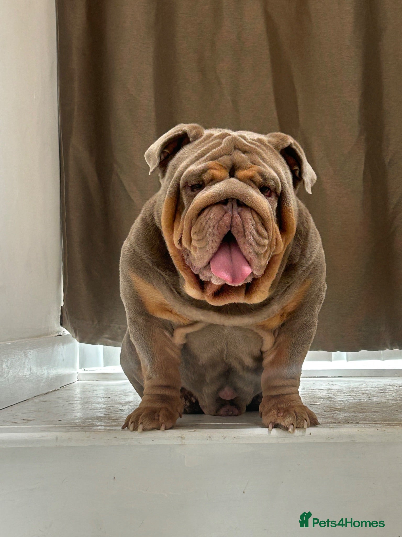 English Bulldog dogs Gallardo the proven stud full suit lilac and tan - Advert 2
