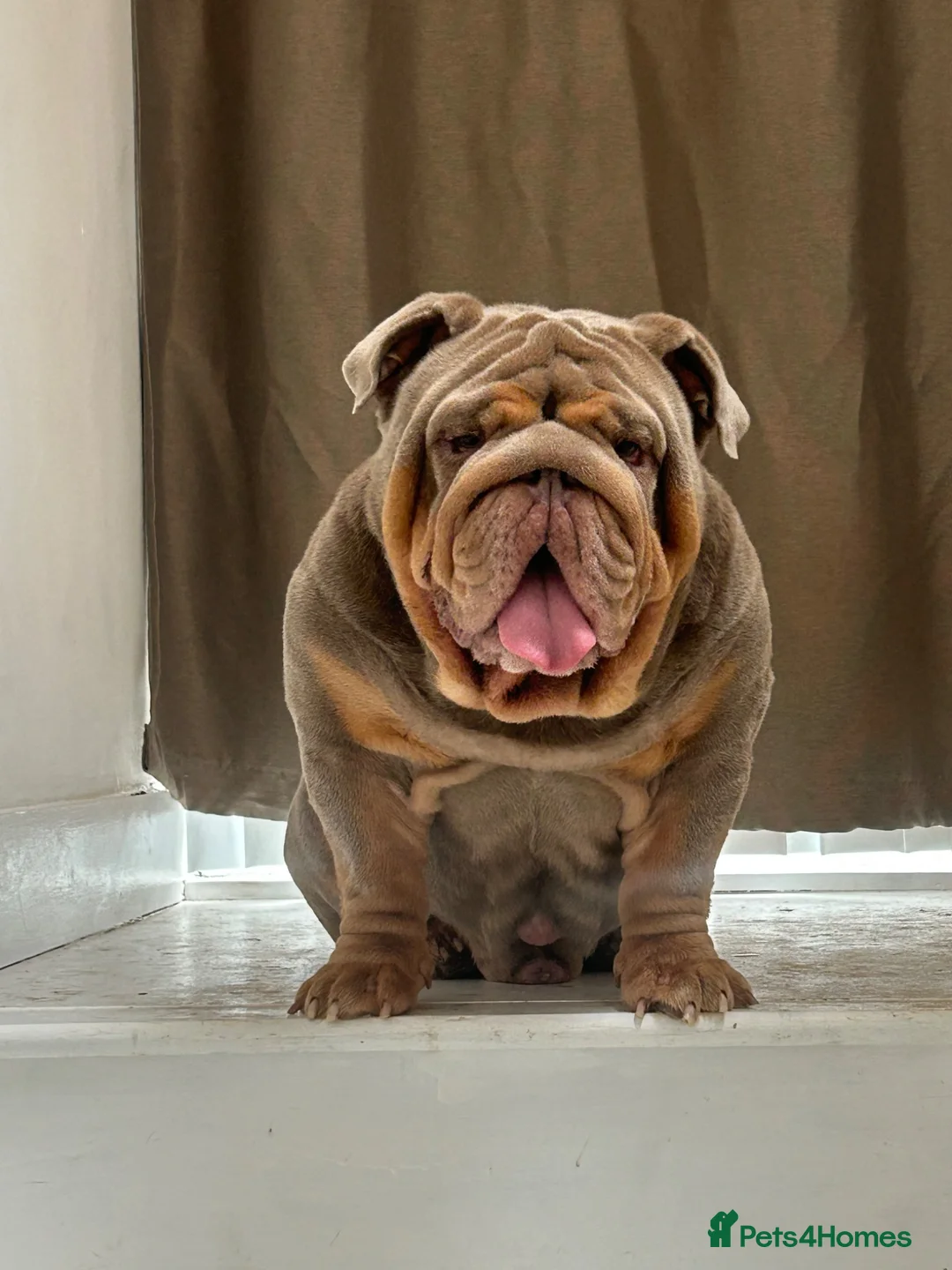 English Bulldog dogs for stud: Gallardo the proven stud full suit lilac and tan in Rochdale - Advert 1