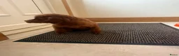 Toy Poodle dogs for sale: KC Korean girl toy poodle  - Advert 2
