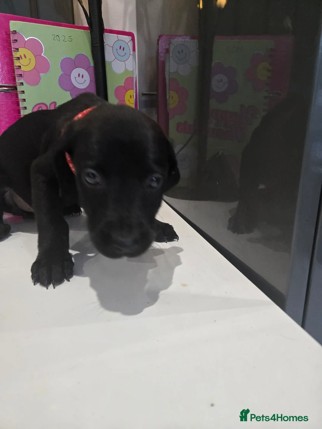 Mixed Breed dogs for sale: Doberman x Weimaraner Cross - Advert 4