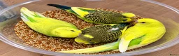 Budgerigars birds for sale: Baby Budgies for sale - Advert 3