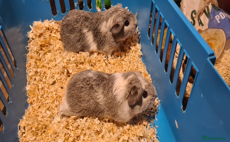 Guinea Pig rodents Pair of female Guinea pigs  - Advert 1