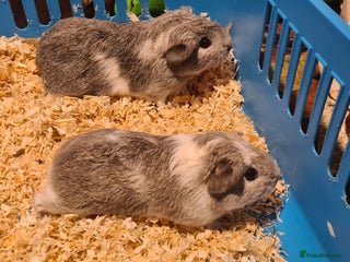 Guinea Pig rodents Pair of female Guinea pigs - Advert 2