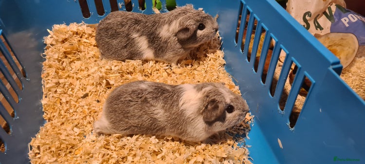Guinea Pig rodents Pair of female Guinea pigs - Advert 1
