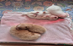Pomeranian dogs for sale: Beautiful Pomeranian Puppies - Image 6