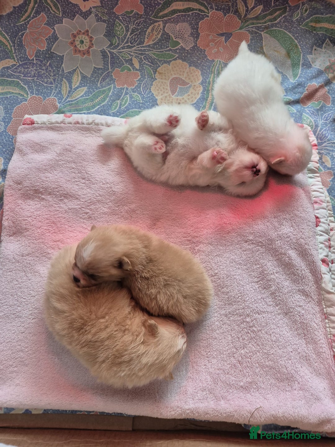 Pomeranian dogs for sale: Beautiful Pomeranian Puppies - Image 6