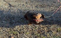 Dachshund dogs for sale: Three beautiful dachshund’s  - Advert 5