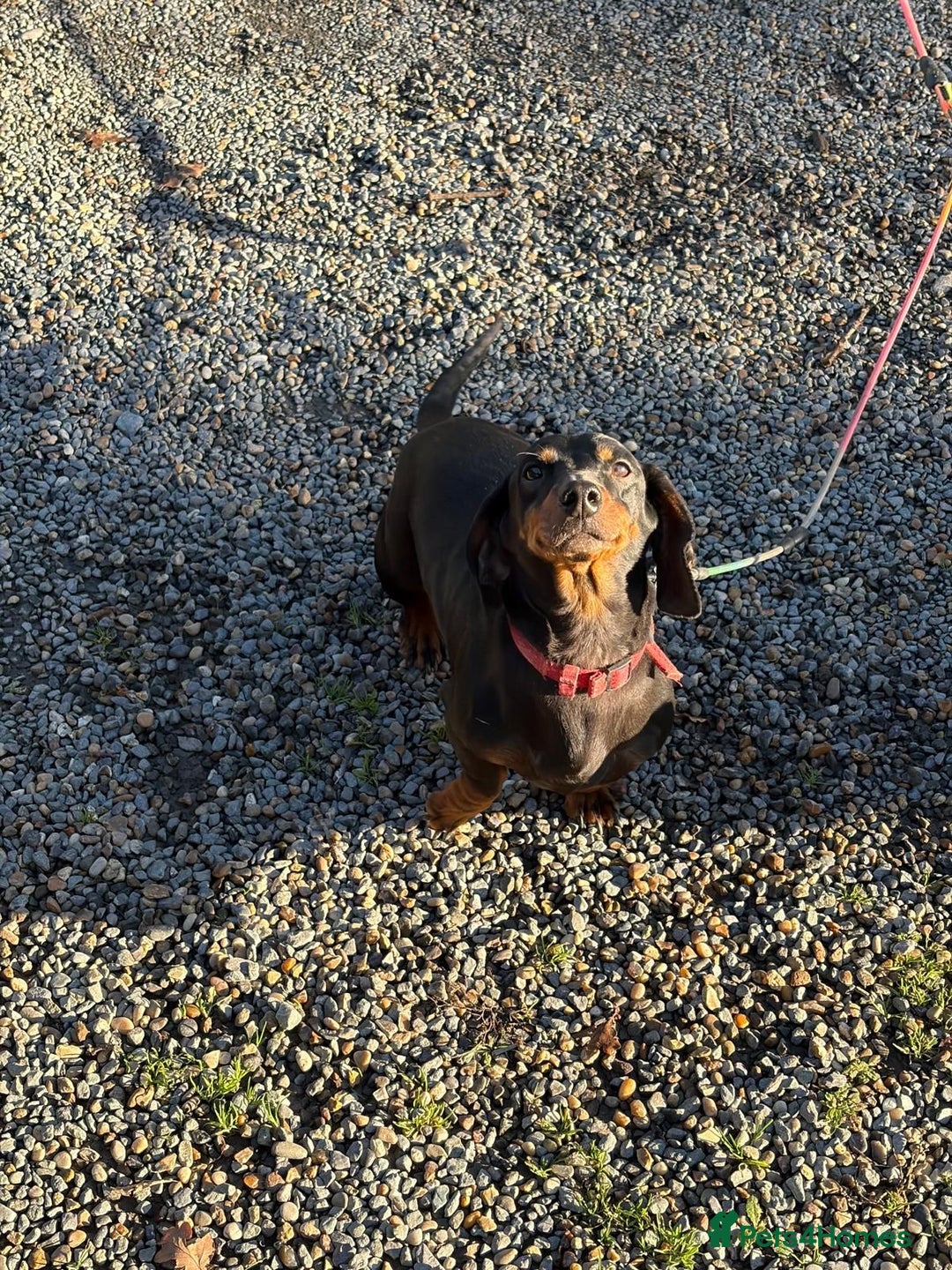 Dachshund dogs for sale: Three beautiful dachshund’s  - Advert 5
