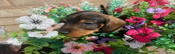 Dachshund dogs for sale: Standard Wire Haired Dachshunds  in Malvern - Advert 12