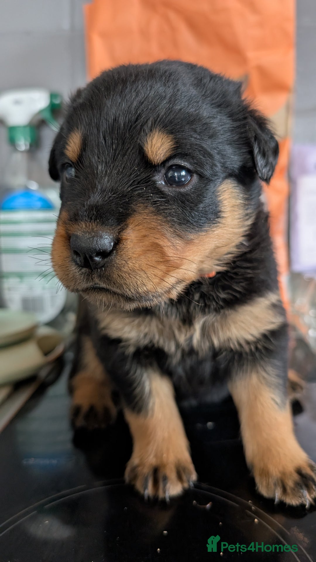 Rottweiler dogs for sale: Rottweiler puppies  - Image 33