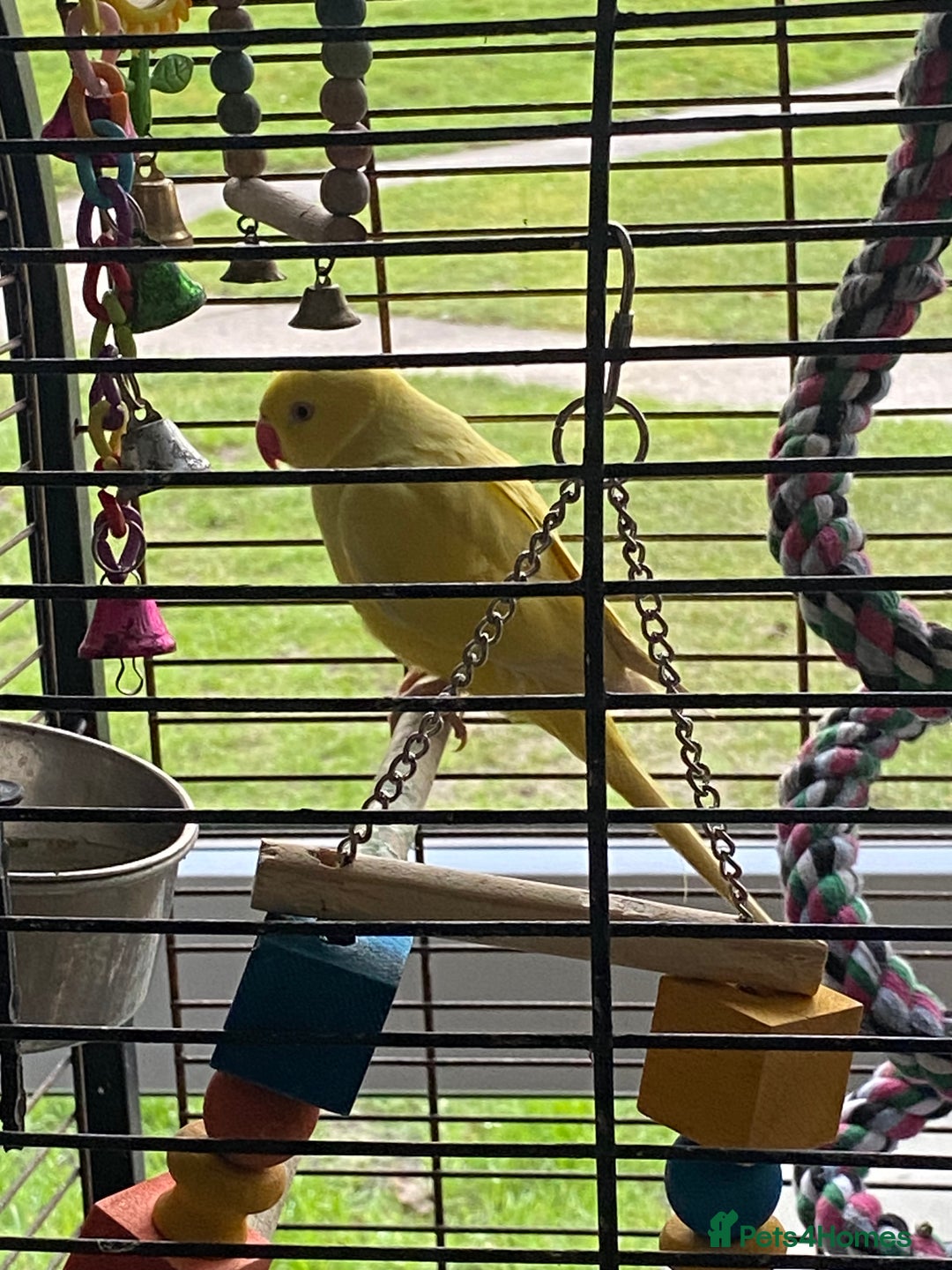 Ringnecks birds for sale: Beautiful female ring neck  - Advert 3