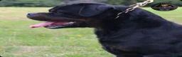 Rottweiler dogs for stud: Outstanding KC Registered Rottweiler Stud Simba - Advert 12