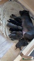 Staffordshire Bull Terrier dogs - Advert 7
