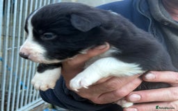 Border Collie dogs for sale: Border collie pups  - Image 4