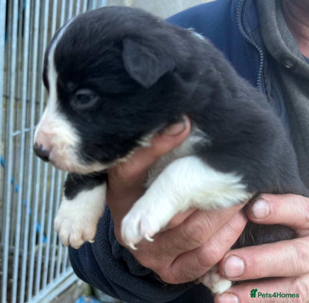 Border Collie dogs for sale: Border collie pups  - Image 4