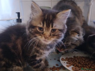 Mixed Breed cats - Advert 34