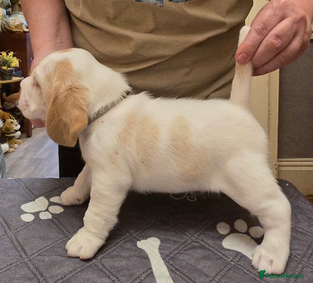 Beagle dogs for sale: Kennel Club Reg Beagle pups tri male, t/w bitch  - Advert 17