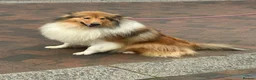 Rough Collie dogs for sale: Two beautiful rough collie pups  - Advert 5