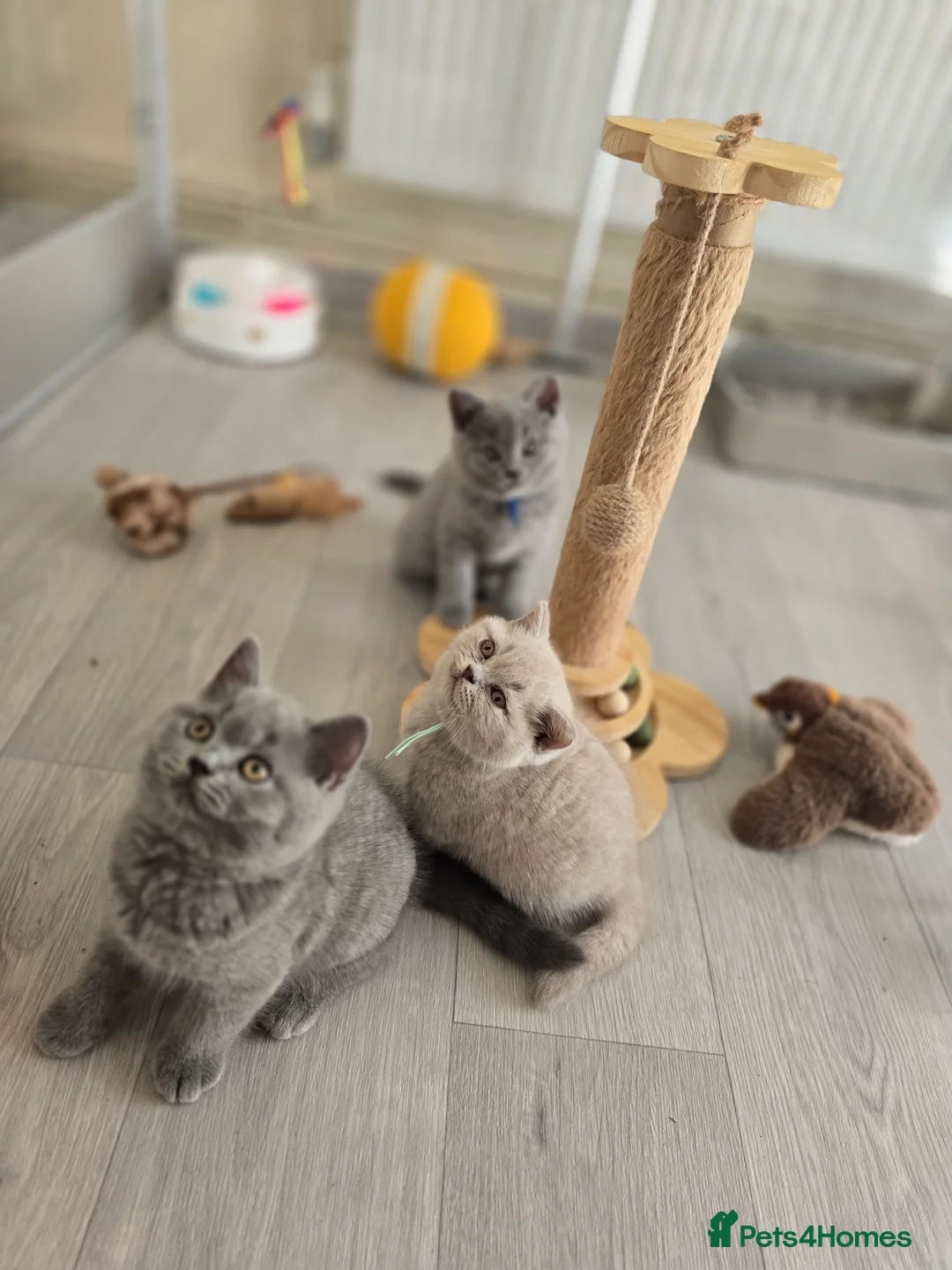 British Shorthair cats for sale: Championship Lines Bridgerton Litter - Advert 2