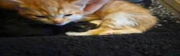 Mixed Breed cats for sale: 3 very loving ginger and white kittens in Worcester - Advert 3