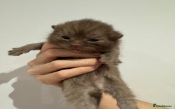 British Shorthair cats for sale: Chocolate British Shorthair Kittens - Image 9