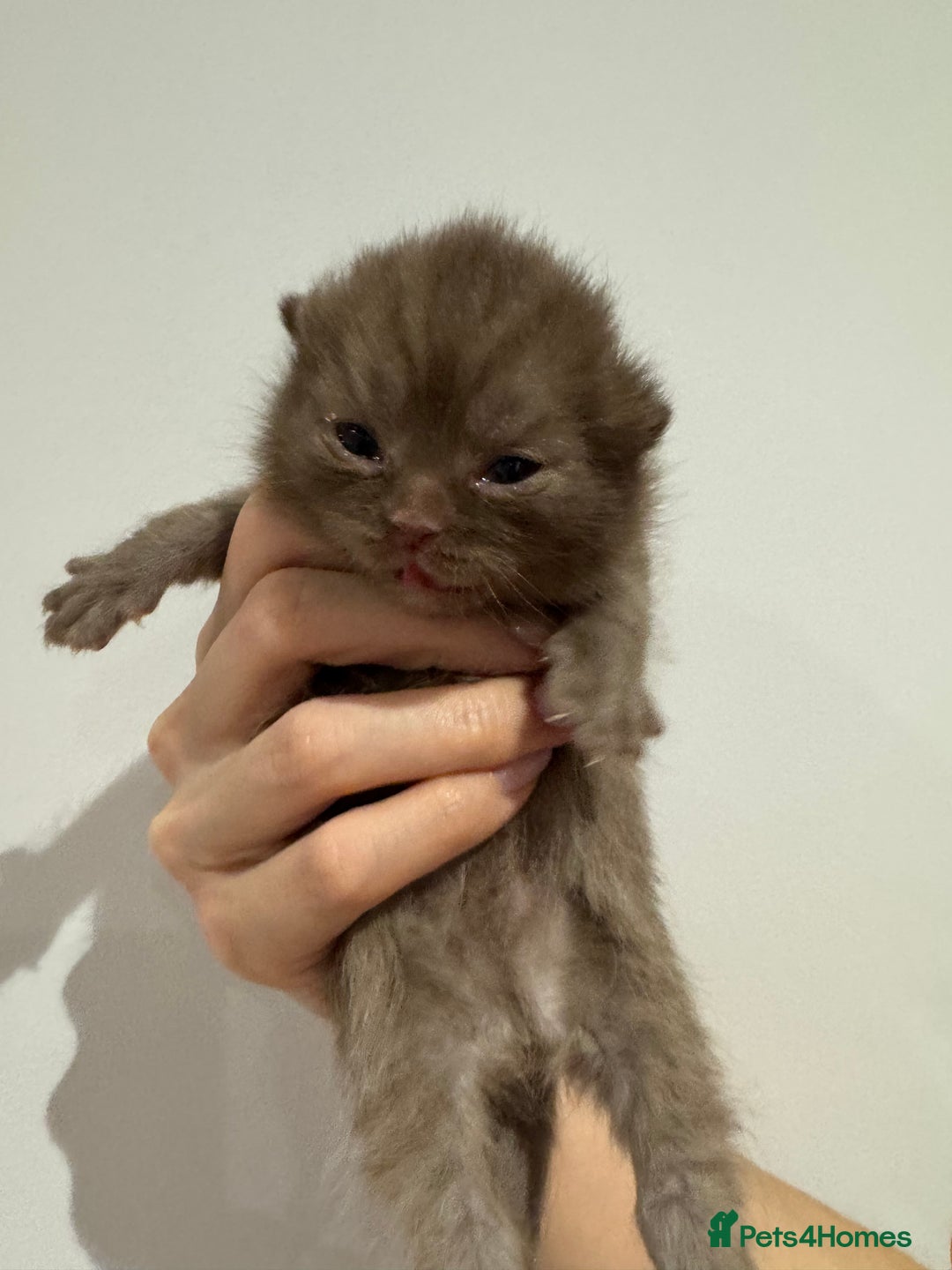 British Shorthair cats for sale: Chocolate British Shorthair Kittens - Image 9