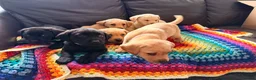 Labrador Retriever dogs for sale: Here come the boys! - Advert 16