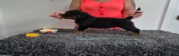 Rottweiler dogs for sale: Stunning fully health tested rottweiler pups in Sheffield - Advert 13