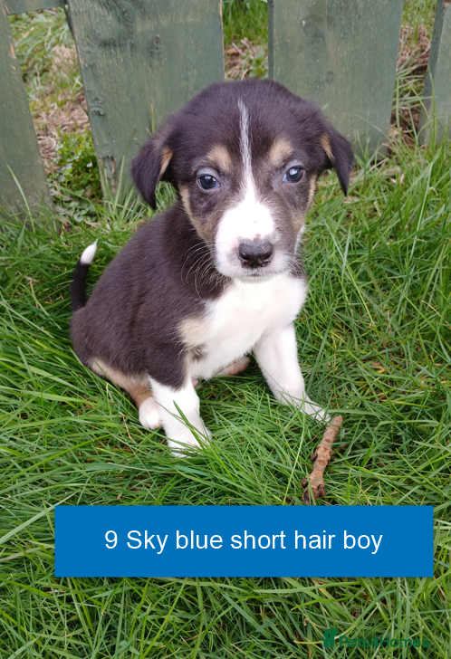 Border Collie dogs Pedigree tri-colour border collie puppies - Advert 1