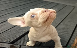 French Bulldog dogs for sale: Our beautiful puppies 😍 - Image 3