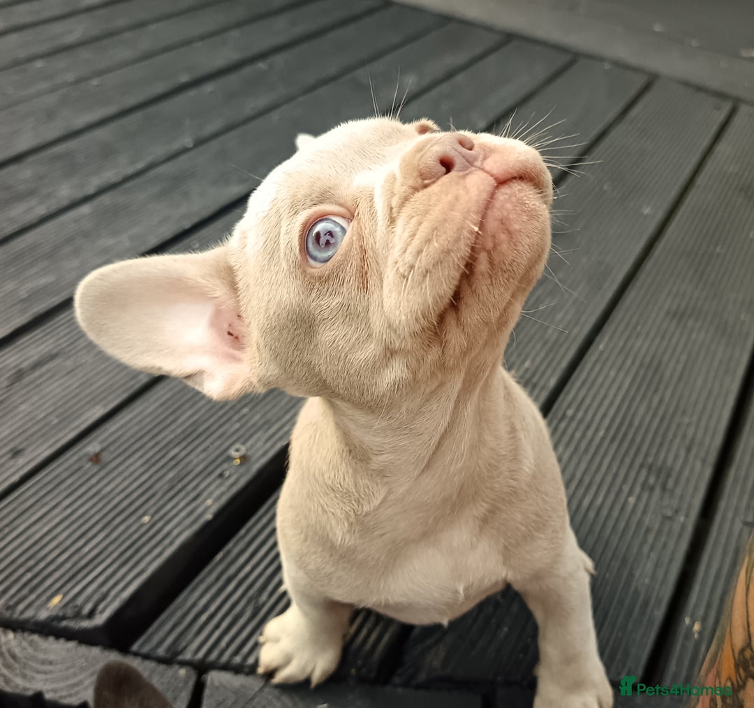 French Bulldog dogs for sale: Our beautiful puppies 😍 - Image 3