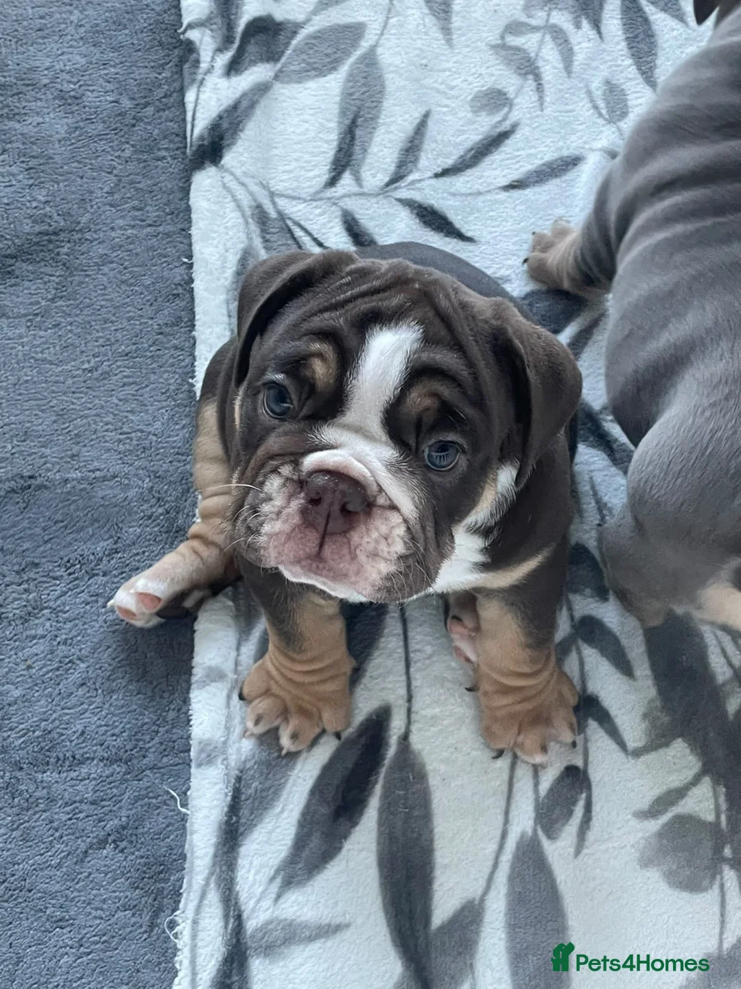 English Bulldog dogs for stud: Finest English Bulldog Stud – Proven Gem - Advert 13