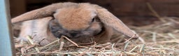 Mini Lop rabbits for sale: Pure breed plush mini lops babies  - Advert 7
