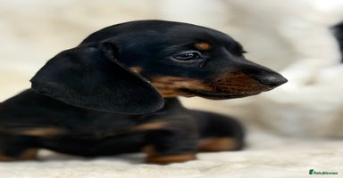 Miniature Dachshund dogs - Advert 9