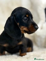 Miniature Dachshund dogs - Advert 9