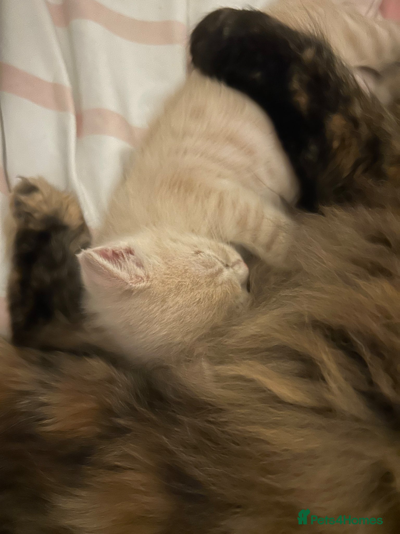 Persian cats Persian x Siamese kitten - Advert 5