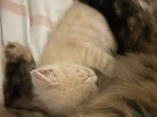 Persian cats Persian x Siamese kitten - Advert 7