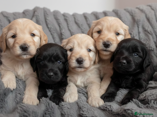 Mixed Breed dogs Miniature Mountain Australian Bernedoodles - Advert 1