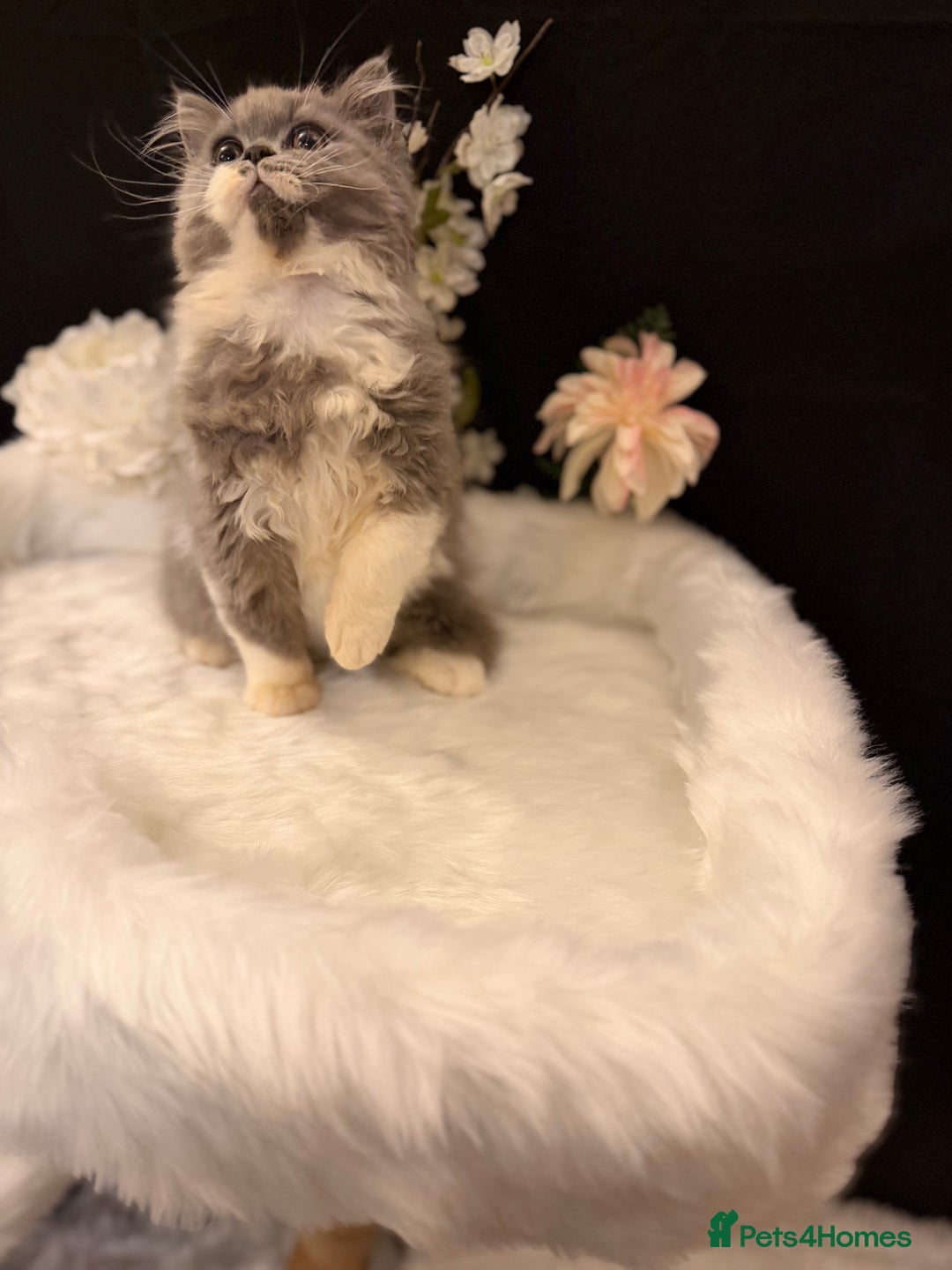 British Shorthair cats for sale: 😽Full Pedigree Registered BSH🌷Trusted Breeder - Advert 20