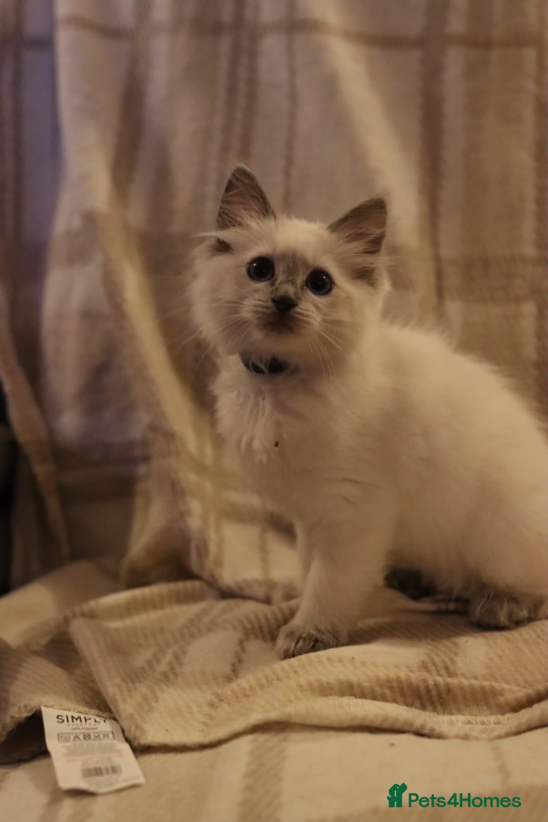 Ragdoll cats for sale: Ragdoll Kittens, One male and one female.  - Image 5