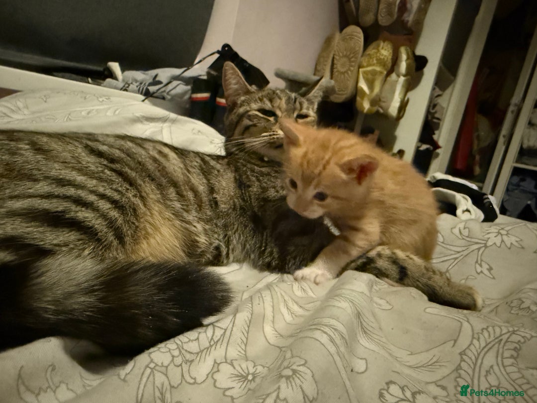 Domestic Shorthair cats for sale: Mixed kittens - Image 7
