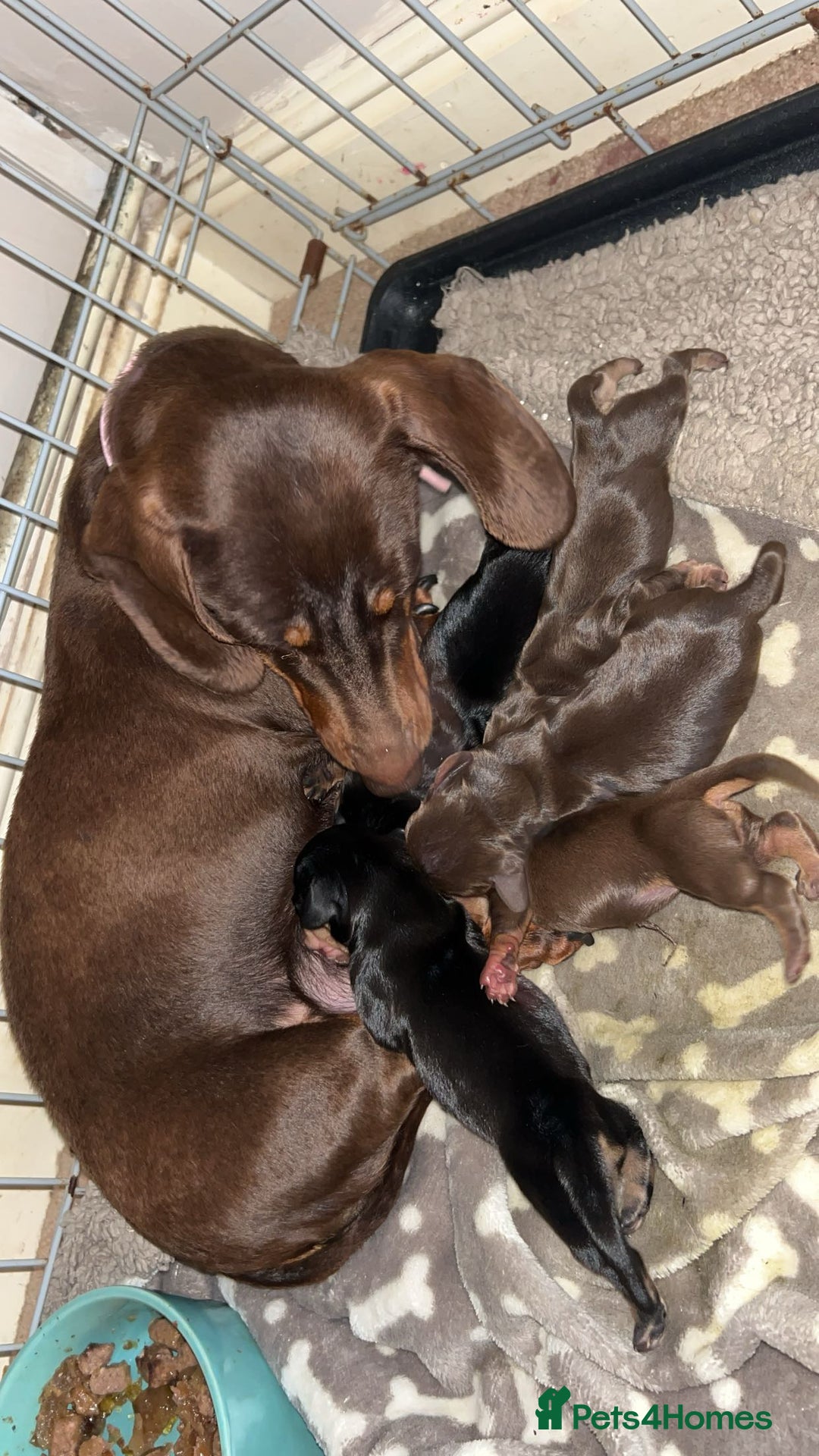 Miniature Dachshund dogs for sale: miniature dachshunds - Advert 6