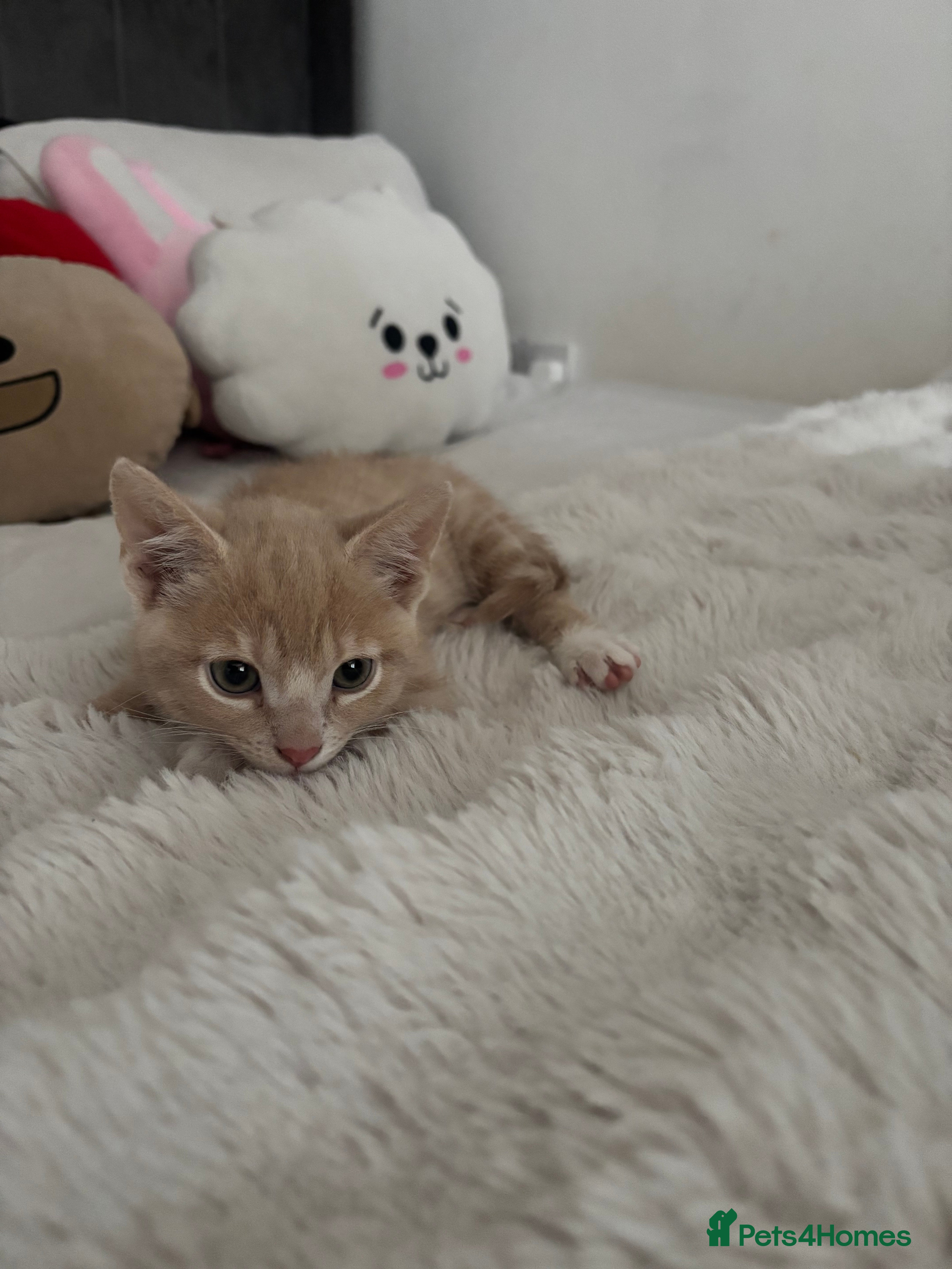 Mixed Breed cats Cream kitten for sale - Advert 1