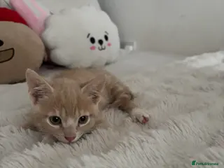 Mixed Breed cats Cream kitten for sale - Advert 5