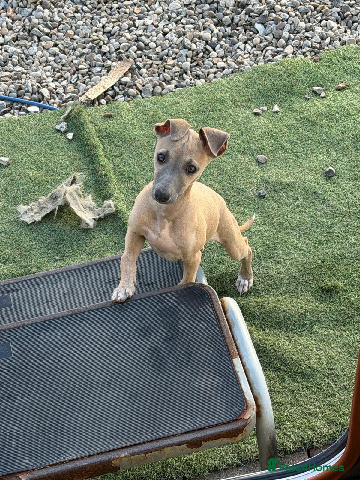 Mixed Breed dogs Italian greyhound x whippet - Advert 2