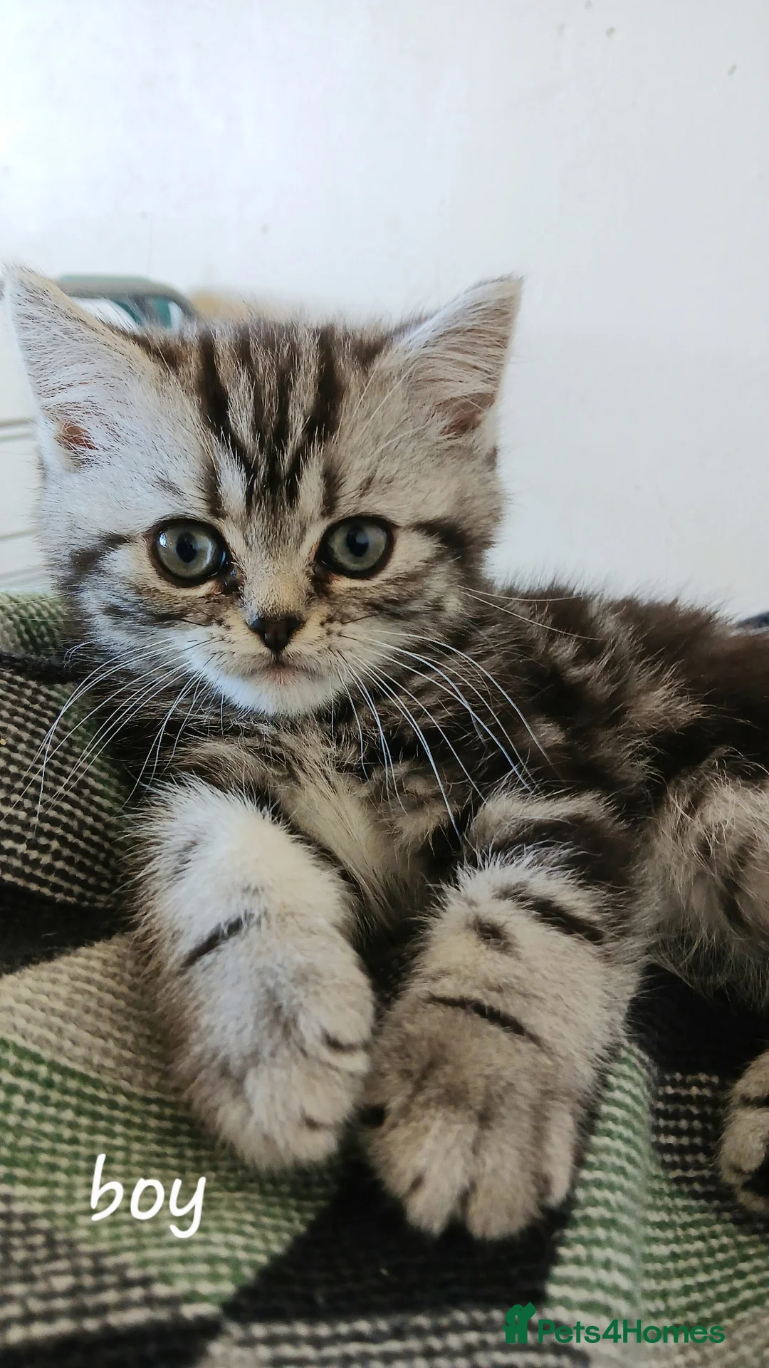 British Shorthair cats for sale: Bsh. Silver Tabby kittens. GCCF. - Advert 1