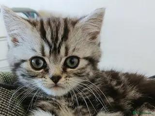 British Shorthair cats Bsh. Silver Tabby kittens. GCCF. - Advert 1