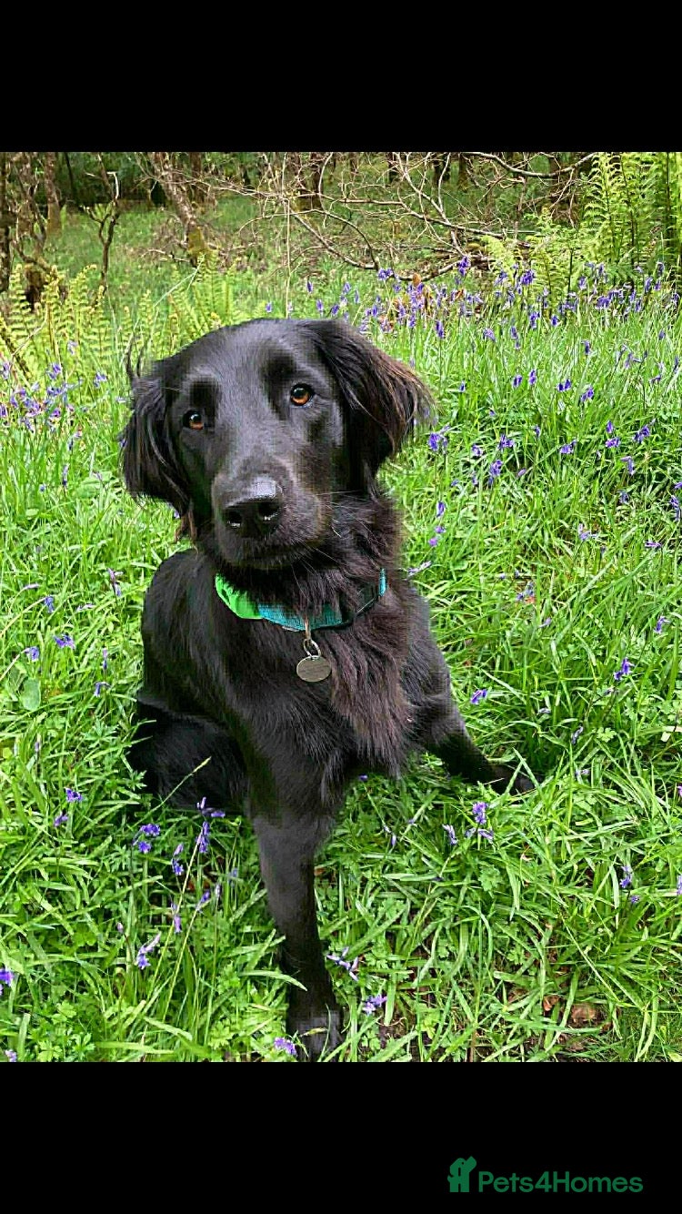 Flat coated Retriever dogs for sale: Flat coated X golden retrievers - Advert 2